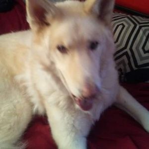 Meet your Posher, Donovan